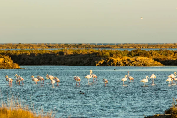Delta de l 'Ebre Doğa Parkı, Tarragona, Katalonya, İspanya
