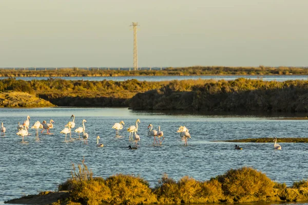 Delta de l 'Ebre Doğa Parkı, Tarragona, Katalonya, İspanya