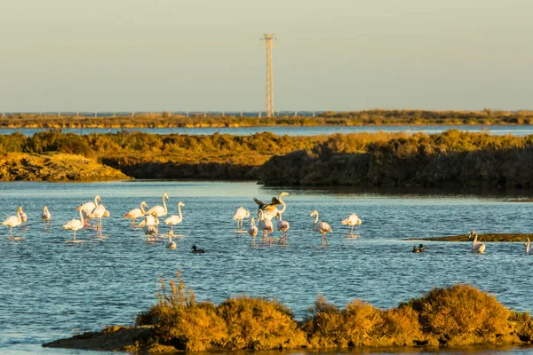Delta de l 'Ebre Doğa Parkı, Tarragona, Katalonya, İspanya