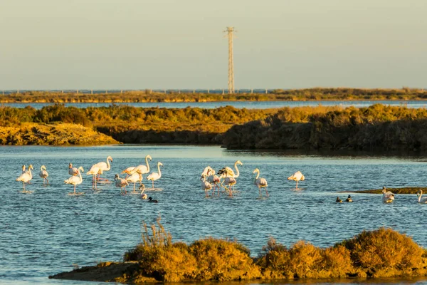 Flamingos Delta Ebre Nature Park Tarragona Katalónia Spanyolország — Stock Fotó