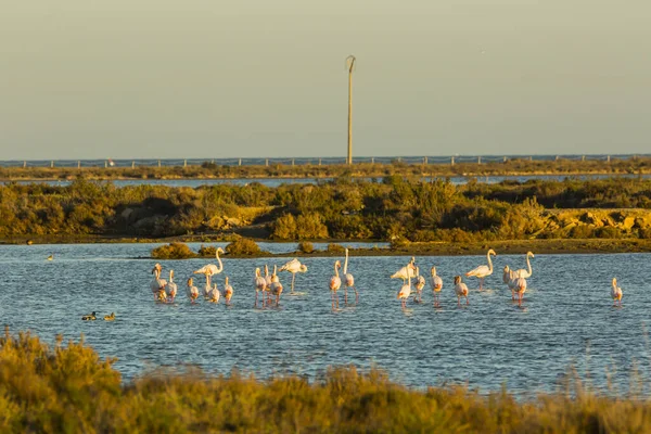 Flamingi Parku Przyrody Delta Ebre Tarragona Katalonia Hiszpania — Zdjęcie stockowe