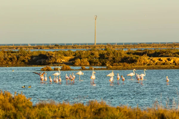 Delta de l 'Ebre Doğa Parkı, Tarragona, Katalonya, İspanya