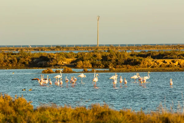 Delta de l 'Ebre Doğa Parkı, Tarragona, Katalonya, İspanya