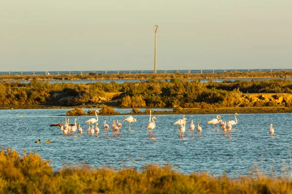 Flamingos Naturpark Delta Ebre Tarragona Katalonien Spanien — Stockfoto