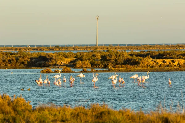 Flamingos Delta Ebre Nature Park Tarragona Katalónia Spanyolország — Stock Fotó