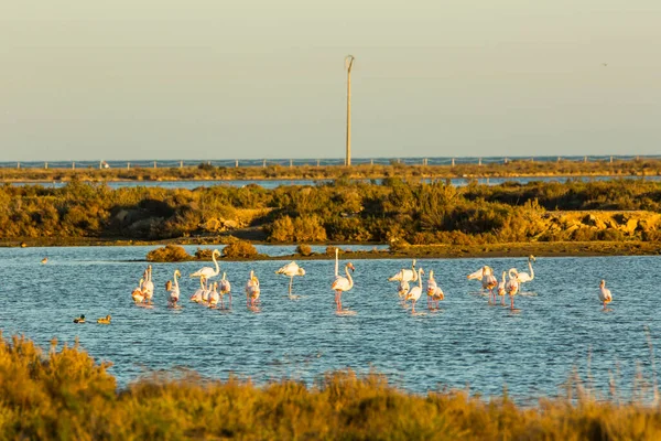 Delta de l 'Ebre Doğa Parkı, Tarragona, Katalonya, İspanya