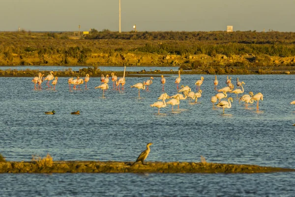 Delta de l 'Ebre Doğa Parkı, Tarragona, Katalonya, İspanya