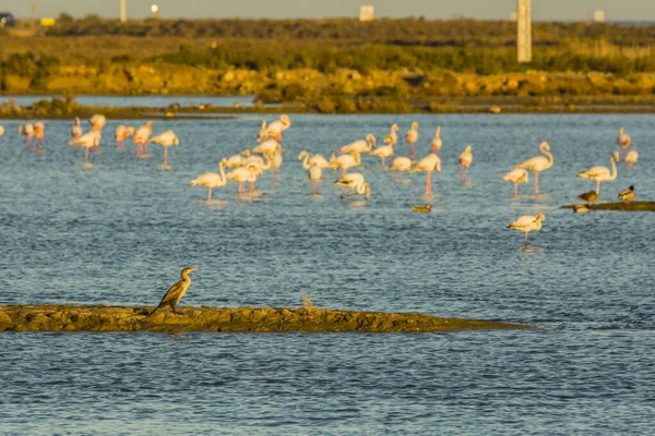 Delta de l 'Ebre Doğa Parkı, Tarragona, Katalonya, İspanya