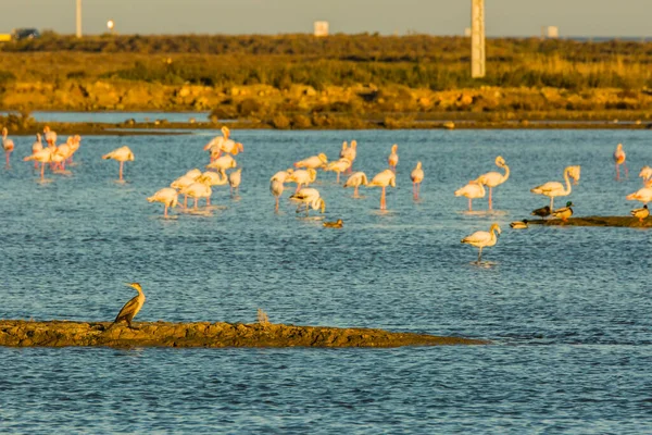 Delta de l 'Ebre Doğa Parkı, Tarragona, Katalonya, İspanya