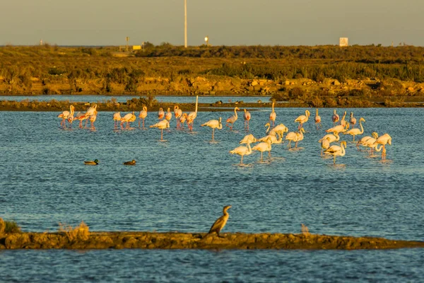 Delta de l 'Ebre Doğa Parkı, Tarragona, Katalonya, İspanya