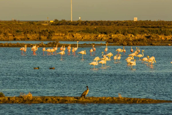 Delta de l 'Ebre Doğa Parkı, Tarragona, Katalonya, İspanya