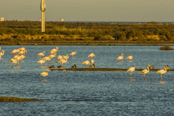 Delta de l 'Ebre Doğa Parkı, Tarragona, Katalonya, İspanya
