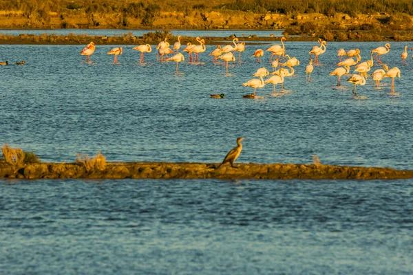 Delta de l 'Ebre Doğa Parkı, Tarragona, Katalonya, İspanya