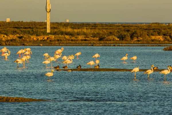 Flamingos Delta Ebre Nature Park Tarragona Katalánsko Španělsko — Stock fotografie