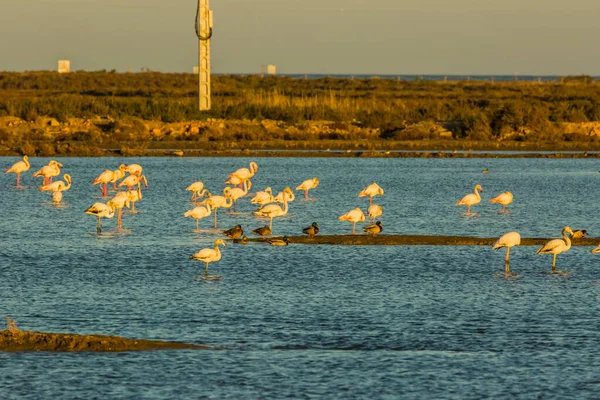 Flamencos Parque Natural Del Delta Del Ebre Tarragona Cataluña España — Foto de Stock