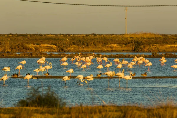 Delta de l 'Ebre Doğa Parkı, Tarragona, Katalonya, İspanya