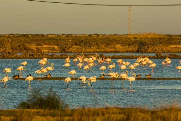 Delta de l 'Ebre Doğa Parkı, Tarragona, Katalonya, İspanya