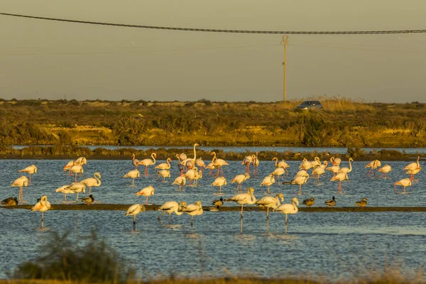 Delta de l 'Ebre Doğa Parkı, Tarragona, Katalonya, İspanya