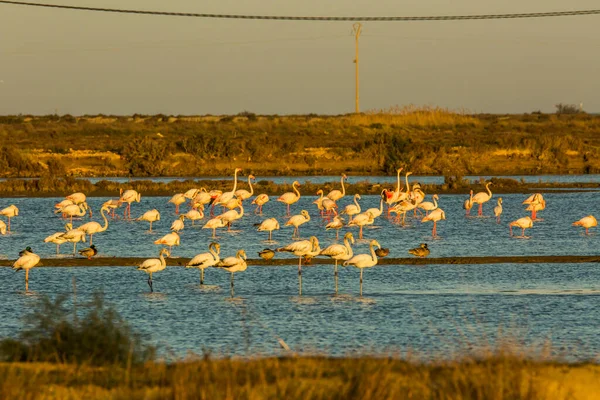 Delta de l 'Ebre Doğa Parkı, Tarragona, Katalonya, İspanya