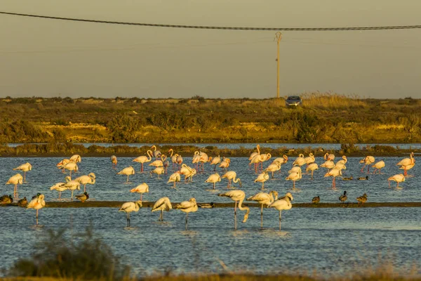 Delta de l 'Ebre Doğa Parkı, Tarragona, Katalonya, İspanya