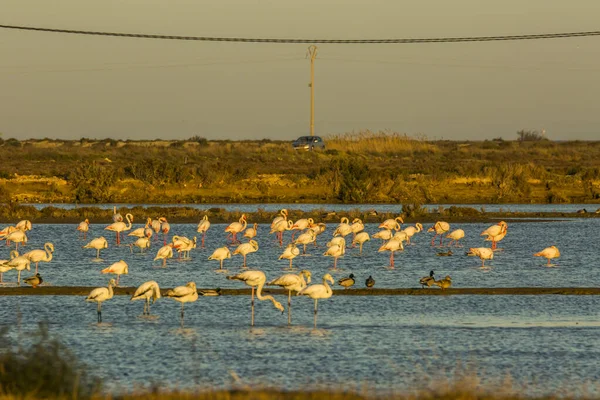 Delta de l 'Ebre Doğa Parkı, Tarragona, Katalonya, İspanya