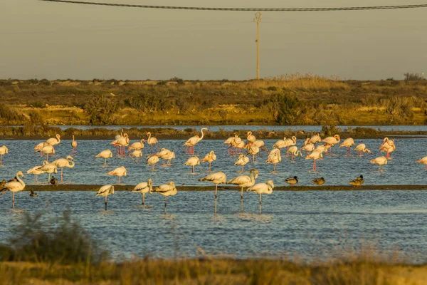 Delta de l 'Ebre Doğa Parkı, Tarragona, Katalonya, İspanya
