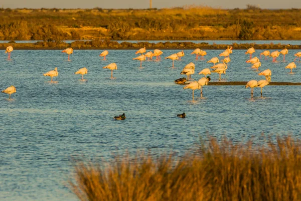 Flamingos Naturpark Delta Ebre Tarragona Katalonien Spanien — Stockfoto