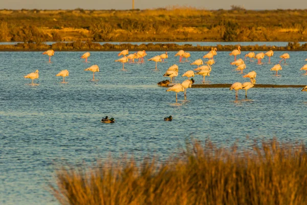 Flamingos Naturpark Delta Ebre Tarragona Katalonien Spanien — Stockfoto