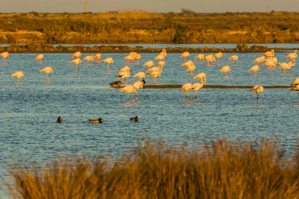 Flamingos Delta Ebre Nature Park Tarragona Katalánsko Španělsko — Stock fotografie