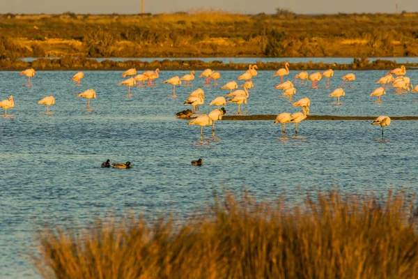 Delta de l 'Ebre Doğa Parkı, Tarragona, Katalonya, İspanya