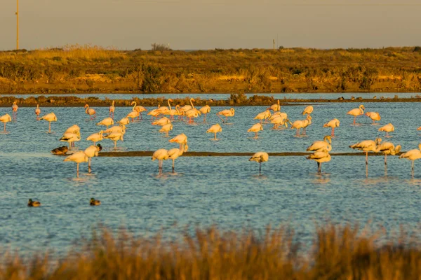 Delta de l 'Ebre Doğa Parkı, Tarragona, Katalonya, İspanya