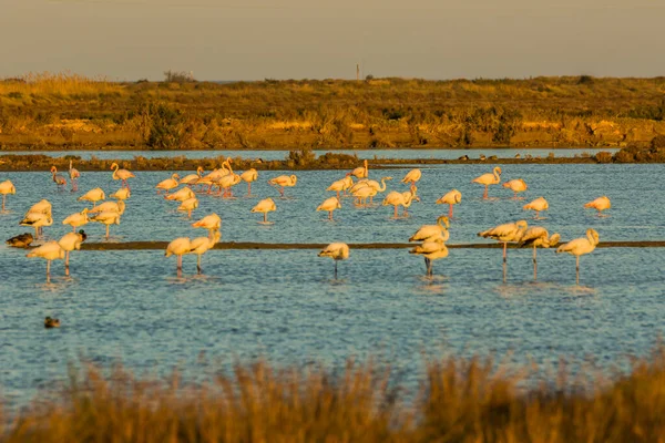 Delta de l 'Ebre Doğa Parkı, Tarragona, Katalonya, İspanya