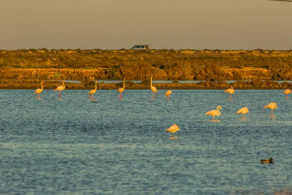 Flamingos Delta Ebre Nature Park Tarragona Catalonia Spain — Stock Photo, Image