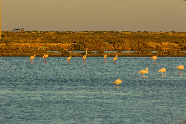 Flamingi Parku Przyrody Delta Ebre Tarragona Katalonia Hiszpania — Zdjęcie stockowe