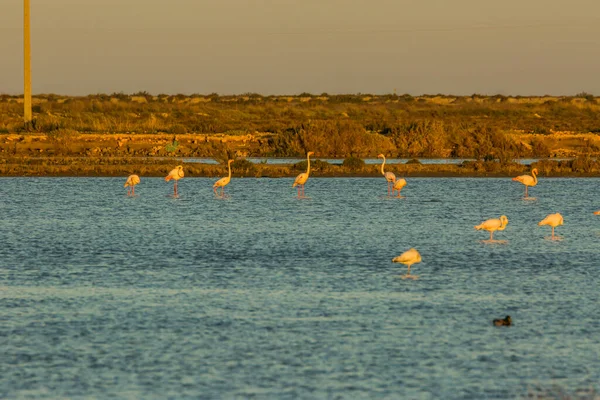 Delta de l 'Ebre Doğa Parkı, Tarragona, Katalonya, İspanya