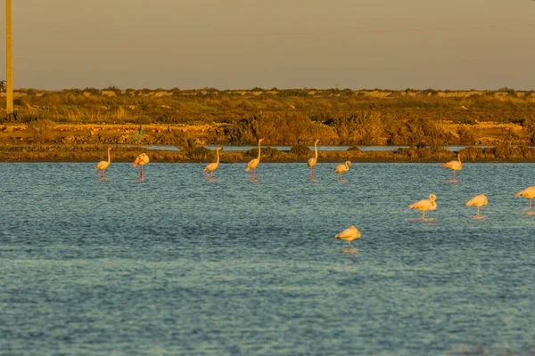 Delta de l 'Ebre Doğa Parkı, Tarragona, Katalonya, İspanya