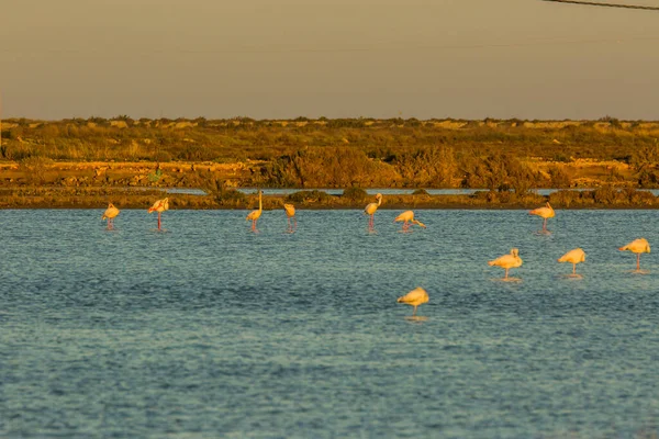 Delta de l 'Ebre Doğa Parkı, Tarragona, Katalonya, İspanya