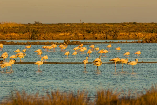 Delta de l 'Ebre Doğa Parkı, Tarragona, Katalonya, İspanya