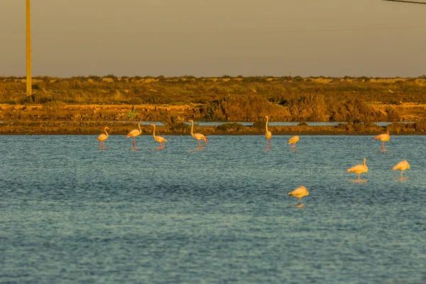 Delta de l 'Ebre Doğa Parkı, Tarragona, Katalonya, İspanya