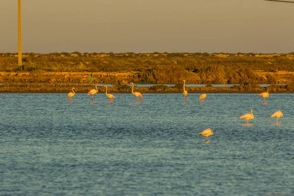Flamingos Delta Ebre Nature Park Tarragona Catalonia Spain — Stock Photo, Image