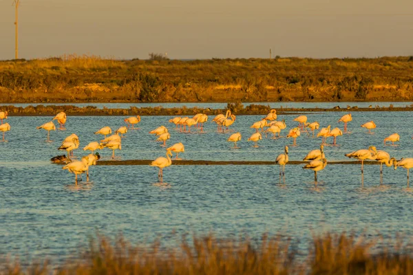 Flamingos Parque Natural Delta Ebre Tarragona Catalunha Espanha — Fotografia de Stock