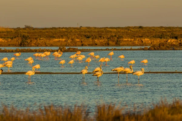 Delta de l 'Ebre Doğa Parkı, Tarragona, Katalonya, İspanya