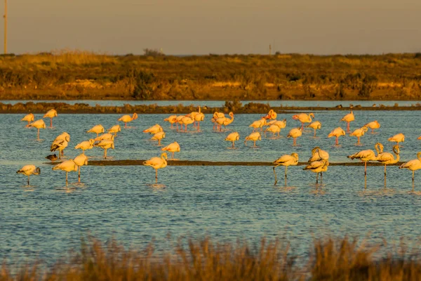 Delta de l 'Ebre Doğa Parkı, Tarragona, Katalonya, İspanya