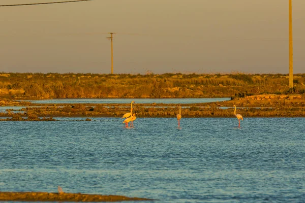 Flamingos Delta Ebre Naturpark Tarragona Katalonien Spanien — Stockfoto