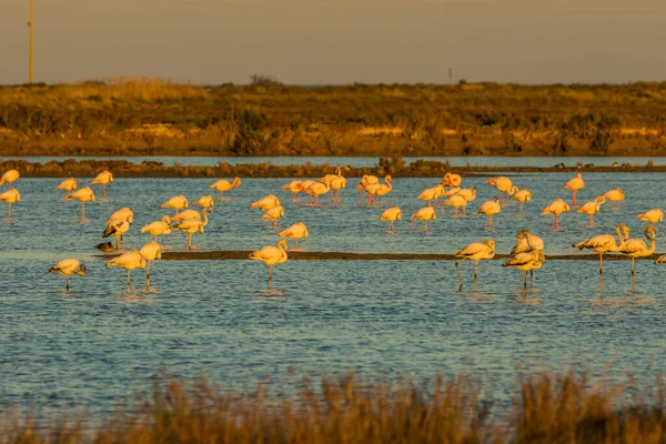 Delta de l 'Ebre Doğa Parkı, Tarragona, Katalonya, İspanya