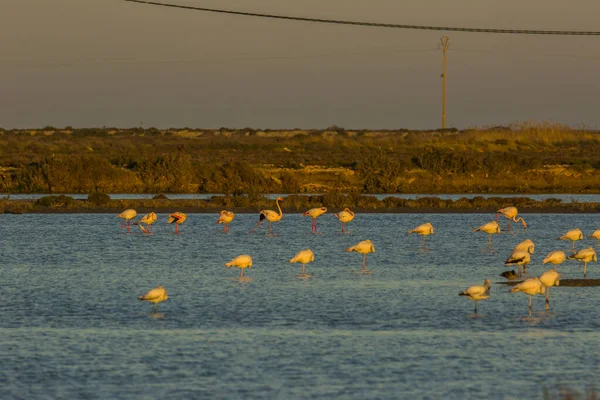 Flamingos Parque Natural Delta Ebre Tarragona Catalunha Espanha — Fotografia de Stock