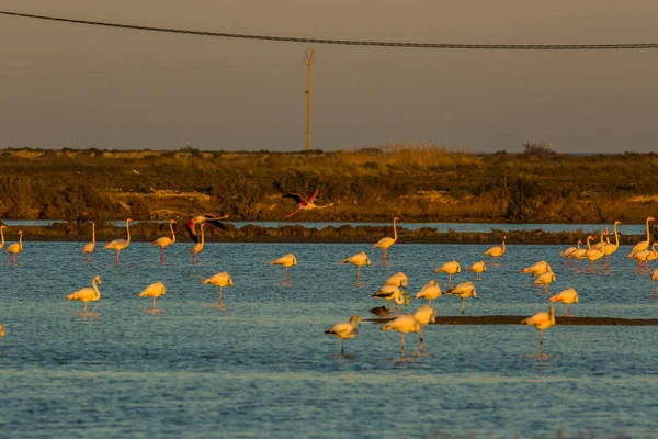 Delta Ebre Doğa Parkı Tarragona Katalonya Spanya — Stok fotoğraf