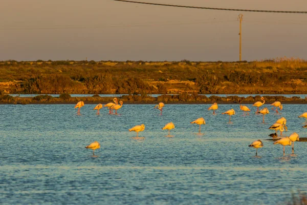 Delta de l 'Ebre Doğa Parkı, Tarragona, Katalonya, İspanya