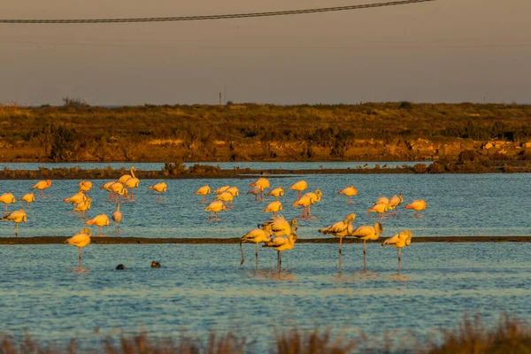 Flamingos Naturpark Delta Ebre Tarragona Katalonien Spanien — Stockfoto