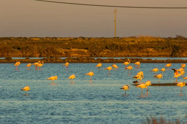 Flamingos Delta Ebre Nature Park Tarragona Katalánsko Španělsko — Stock fotografie